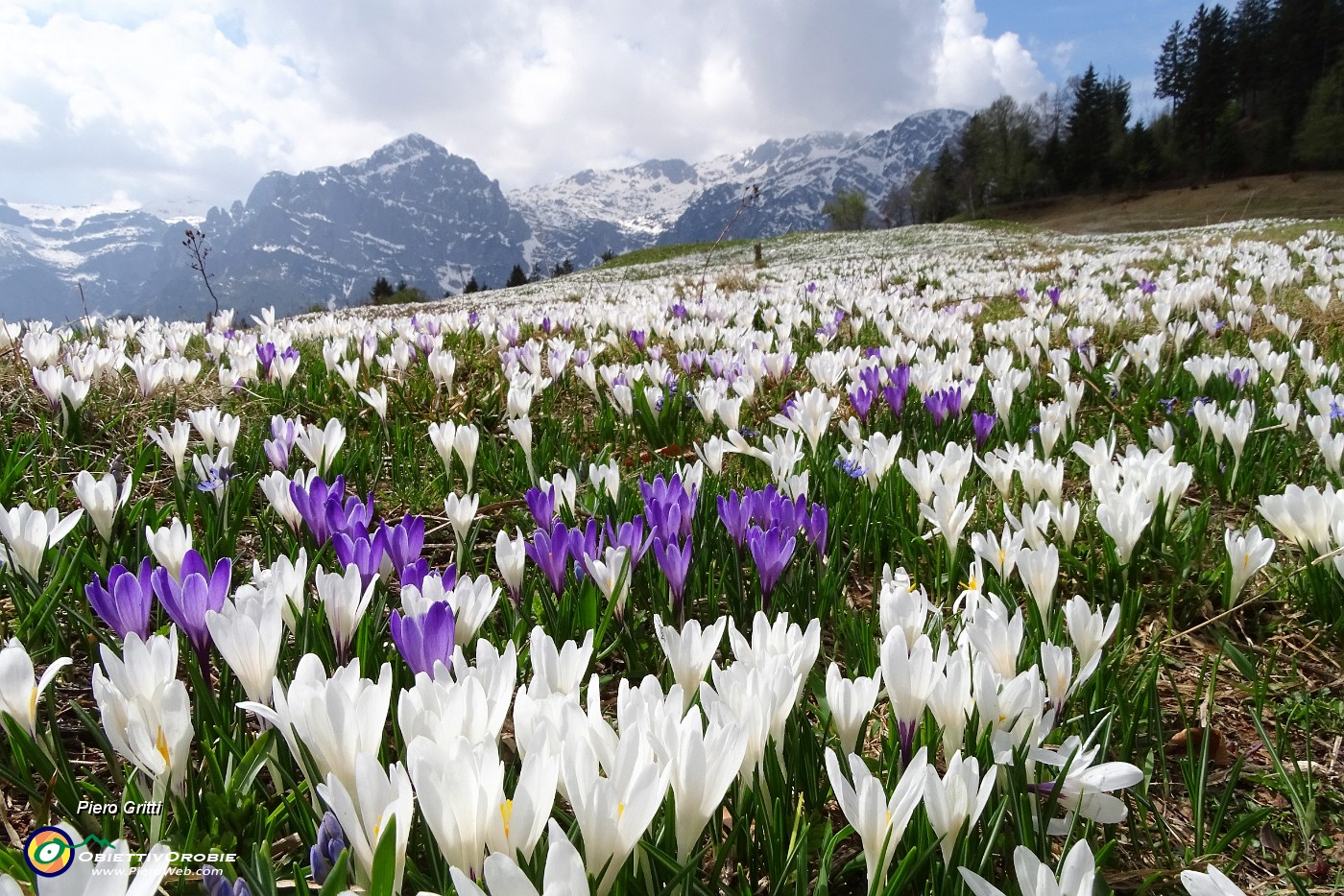 59 Distese di crocus bianchi e violetto.JPG